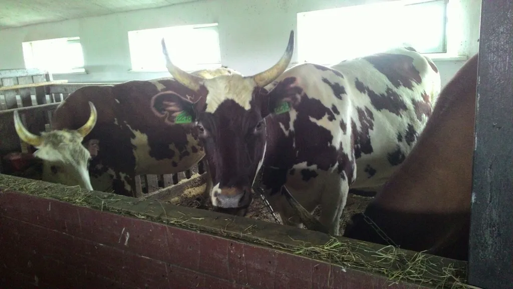 сырое молоко, молочная продукция в Можайске