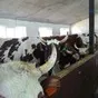 сырое молоко, молочная продукция в Можайске 4
