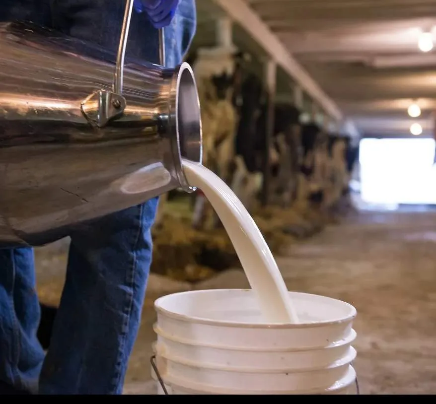 сырое коровье молоко  в Домодедово