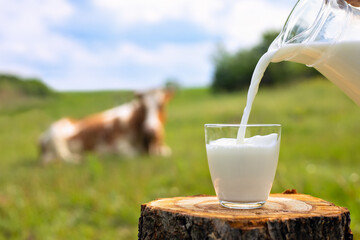 Надой молока растет в Подмосковье с начала года