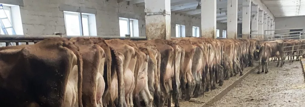 фотография продукта Сырое молоко джерсейских коров жир 6,5%
