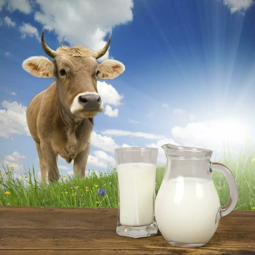 молоко коровье, буйволиное  в Москве и Московской области